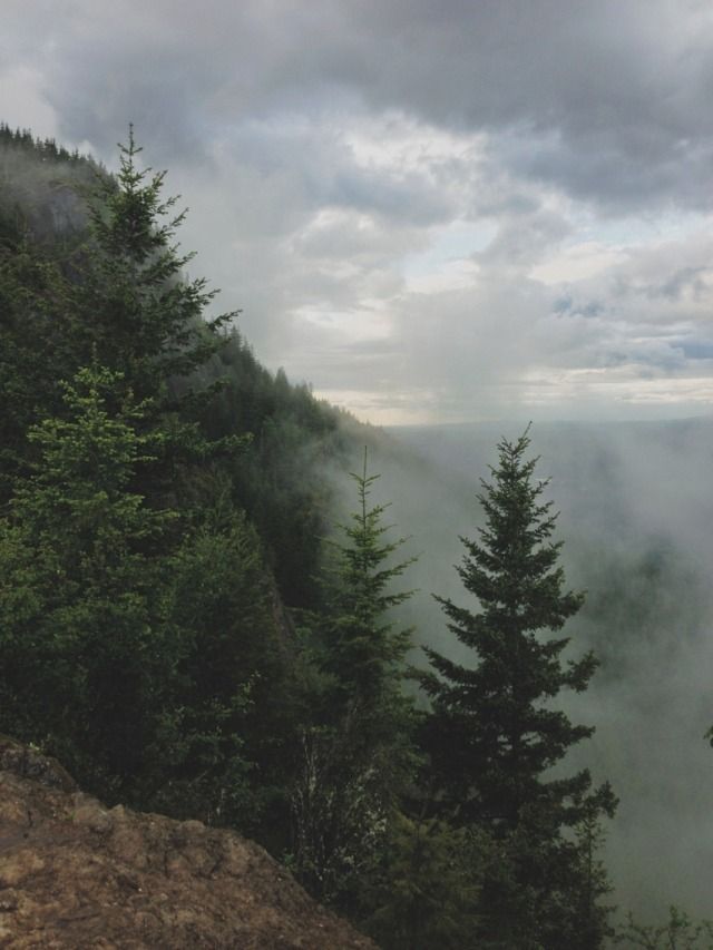 trees on the side of a mountain with fog in the air