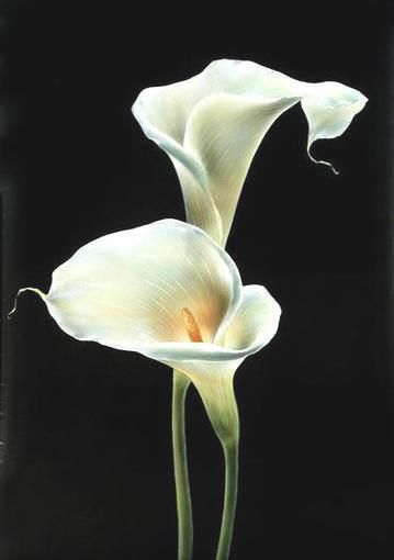 two white flowers on a black background with the words canvas europe written below it in spanish