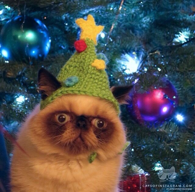 a cat wearing a christmas hat sitting in front of a christmas tree with ornaments on it