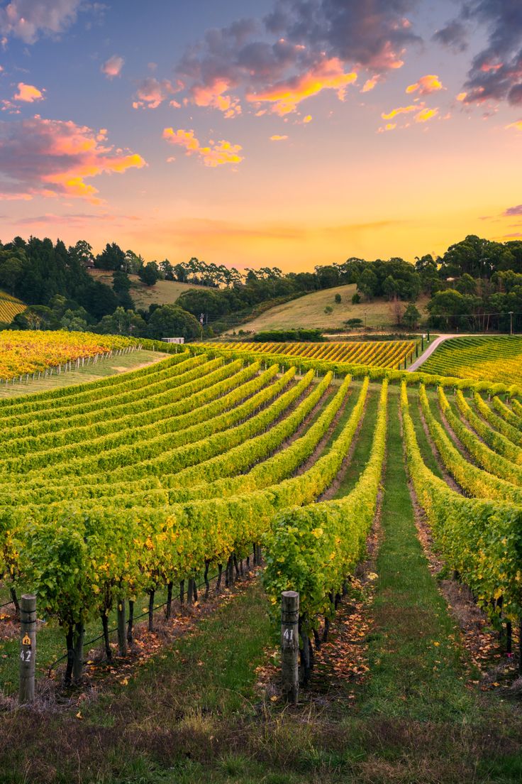 the sun is setting over a large vineyard