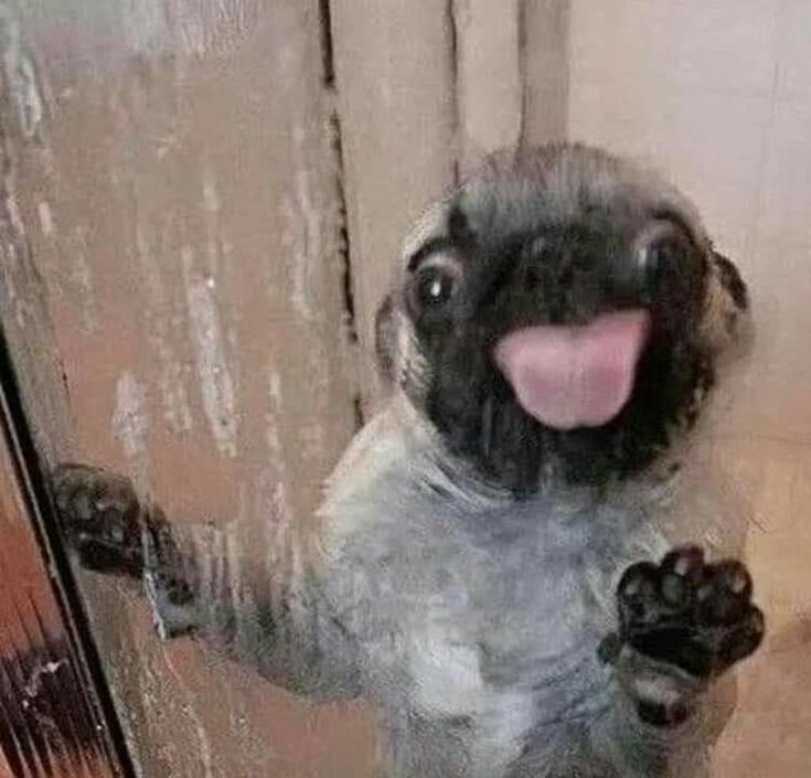 a stuffed animal is standing on its hind legs and sticking his tongue out to the side