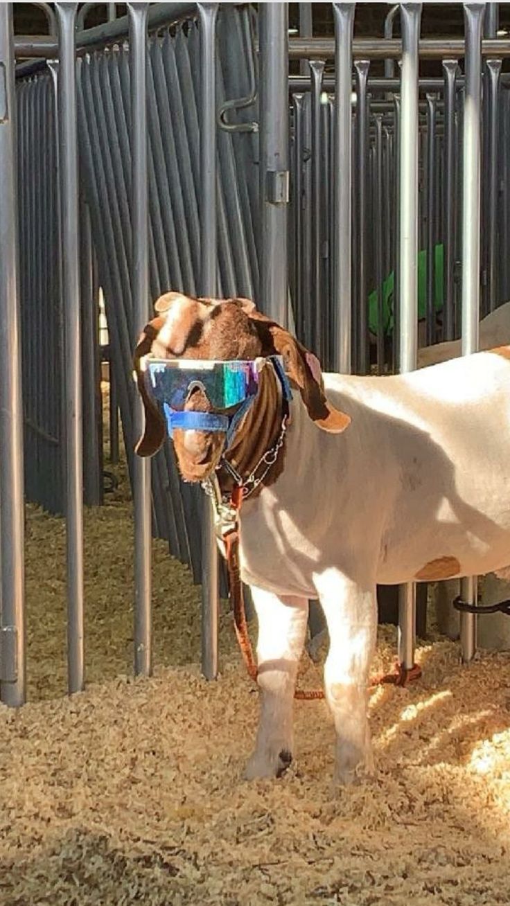 a brown and white cow wearing goggles standing in hay next to metal fenced area