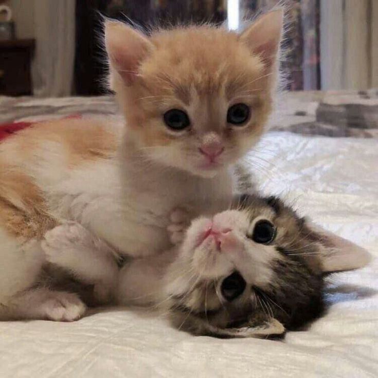 two kittens are laying on the bed together