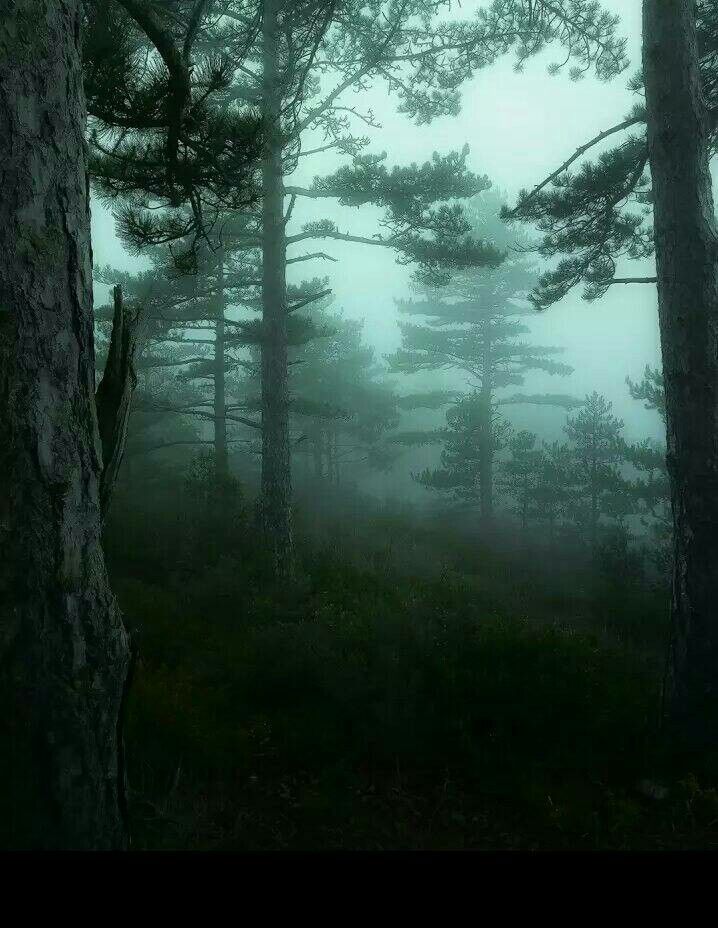 foggy forest with trees and grass on the ground in the foreground is an area that appears to be very dark