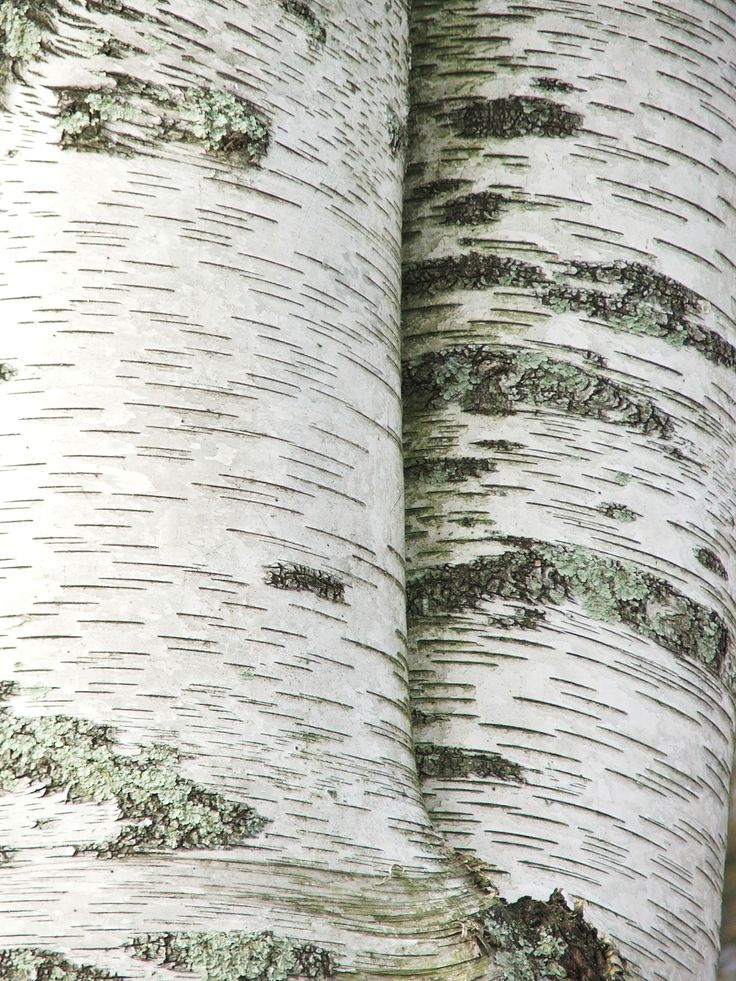 the trunk of a white birch tree with green moss growing on it