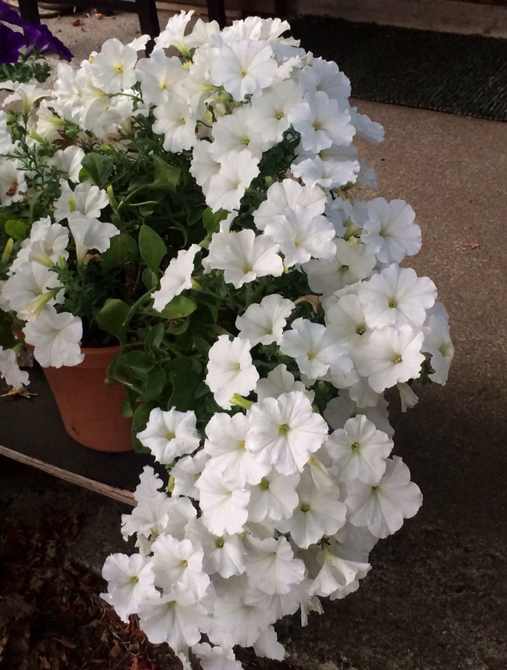 some white flowers are in a pot on the ground