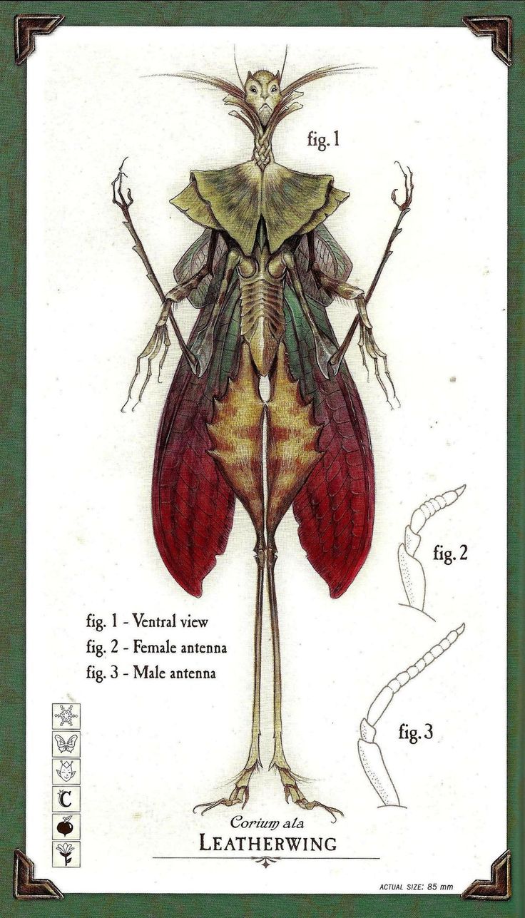 a drawing of a large insect with wings and legs, the body is made up of two