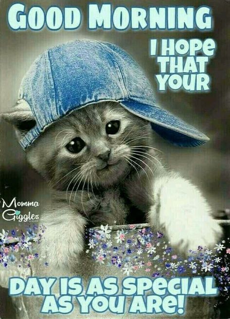 a cat wearing a blue hat with the caption, good morning i hope that your days as special as you are