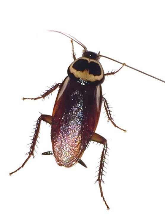 a close up of a bug on a white background