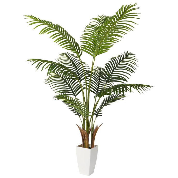 a plant in a white vase on a white background