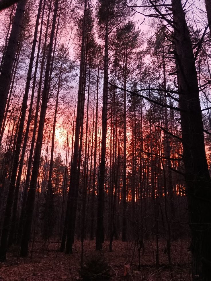 the sun is setting behind some tall trees