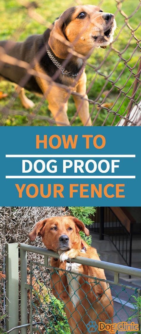 a dog looking over a fence with the words how to dog proof your fence