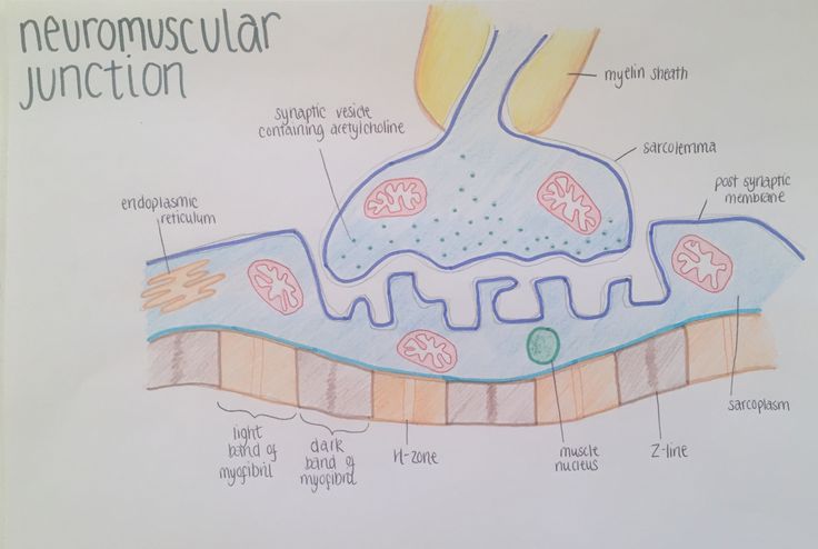 a diagram of the neromiscuular junction in an animal's stomach