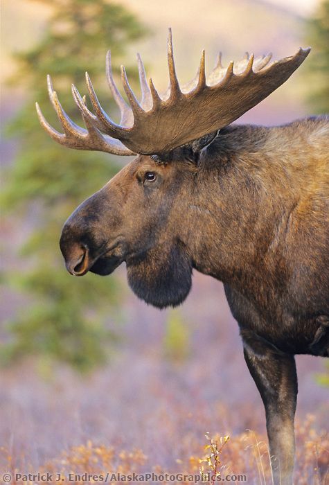 an adult moose with large antlers standing in tall grass