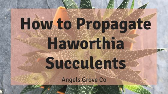 a plant with the words how to propagate haworthia succulents