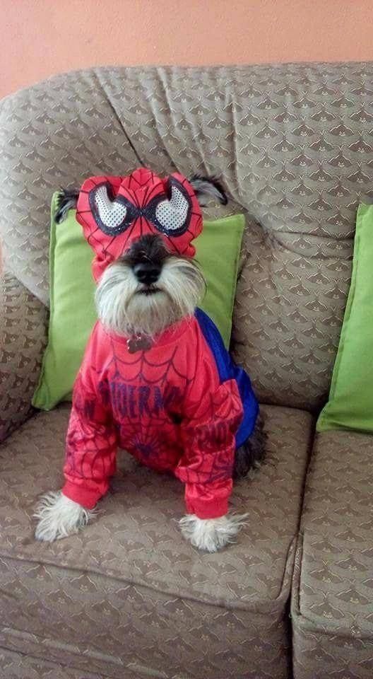 a small white dog wearing a spider man costume sitting on a couch with green pillows