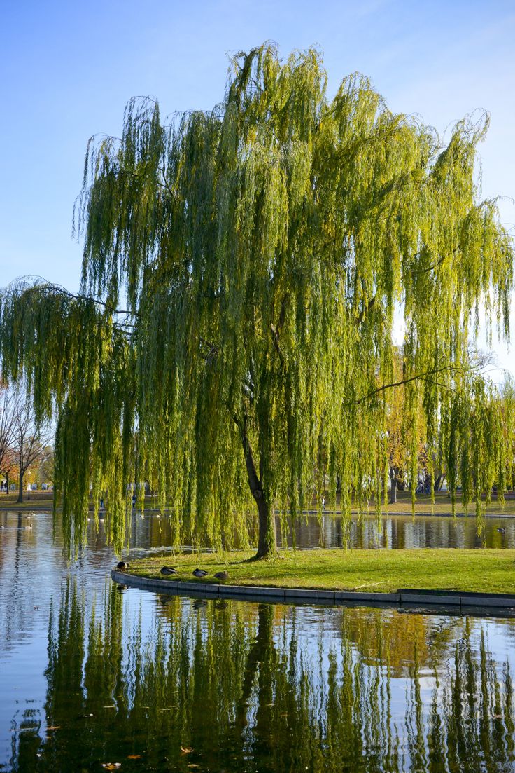 a large willow tree sitting next to a lake