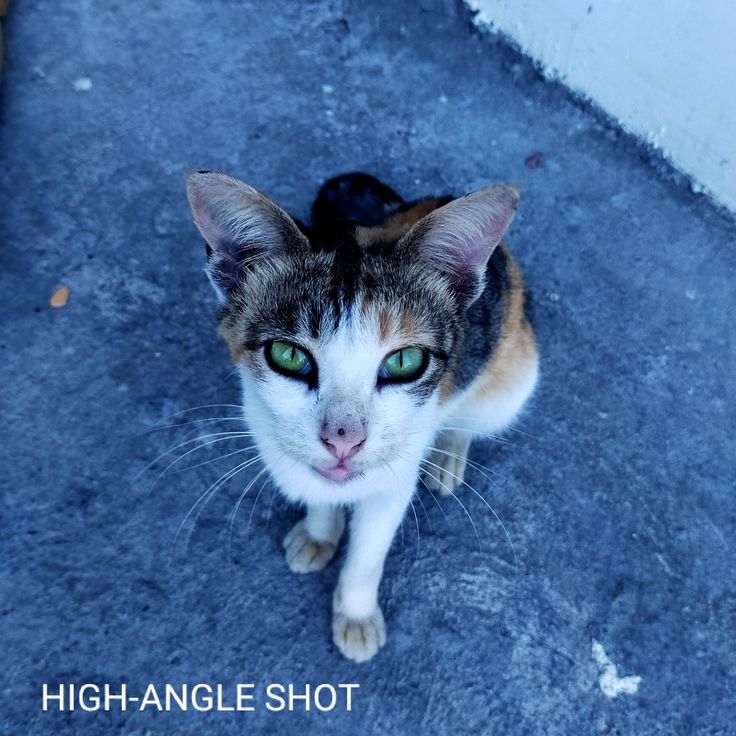 a cat with green eyes sitting on the ground