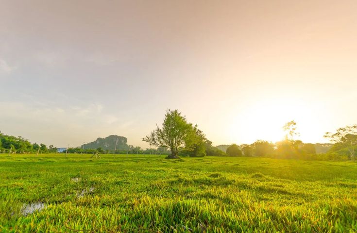 the sun shines brightly over an open field with green grass and trees in the background