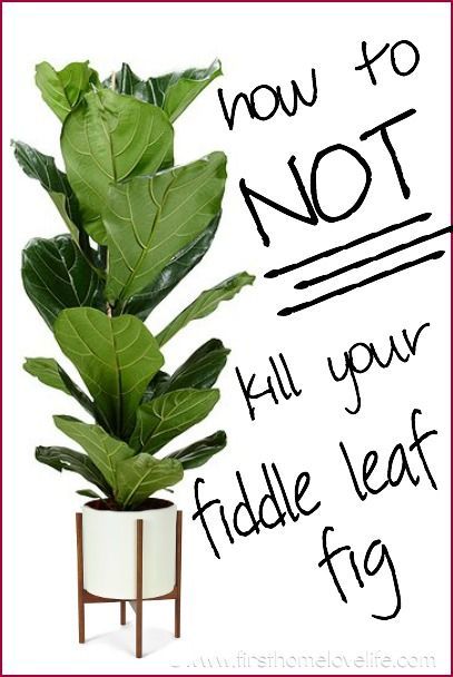 a potted plant sitting in front of a sign that says, how to not kill your fiddle leaf fig