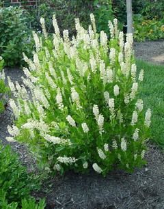 some white flowers are growing in the grass