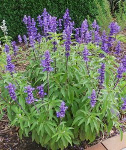 purple flowers are blooming in the garden