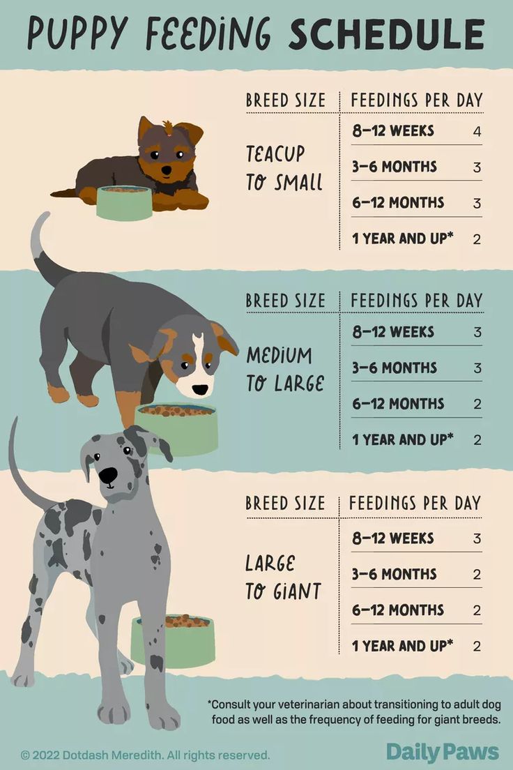 an info sheet with different types of dogs