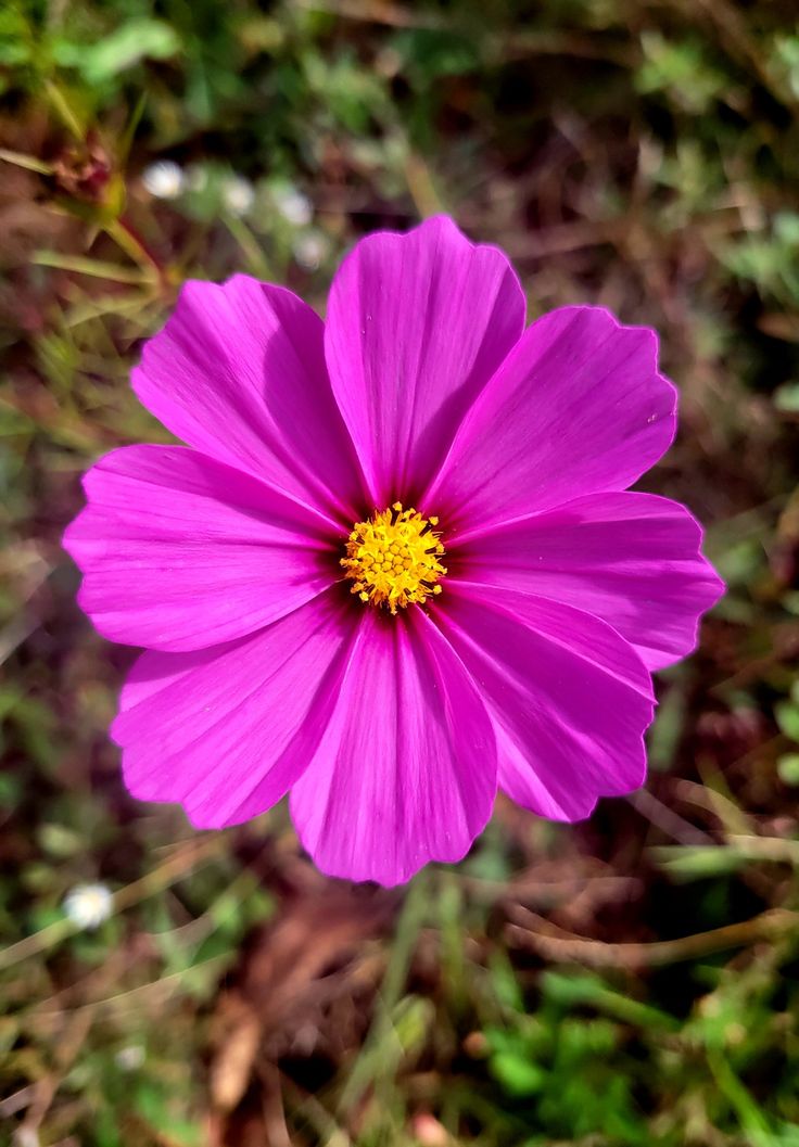 a pink flower with yellow center in the grass