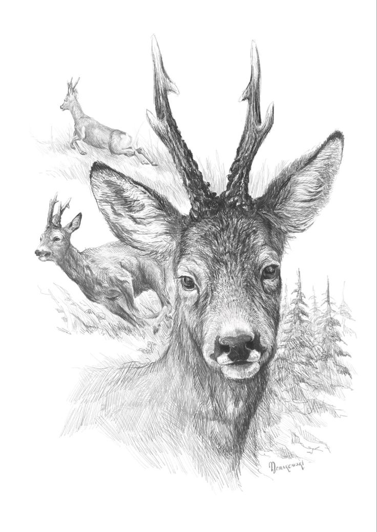 a pencil drawing of two deer with antlers on their heads