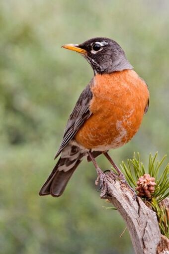 a small bird perched on top of a tree branch