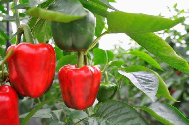 some red peppers hanging from a plant with green leaves