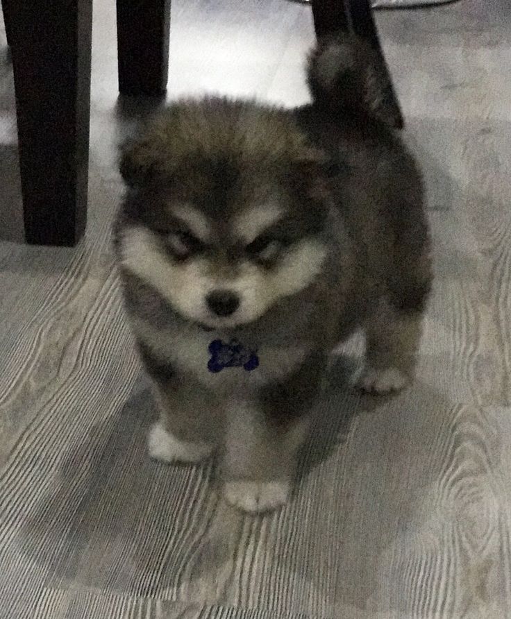 a small gray and white dog standing on top of a floor next to a table