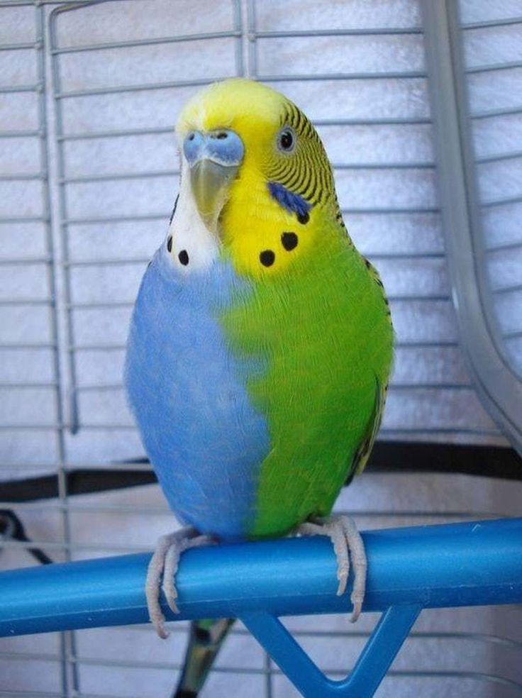 a blue and green parakeet sitting on top of a cage