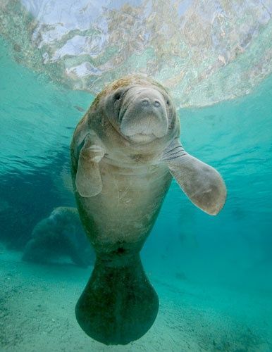 a manato swimming in the ocean with its head above the water's surface