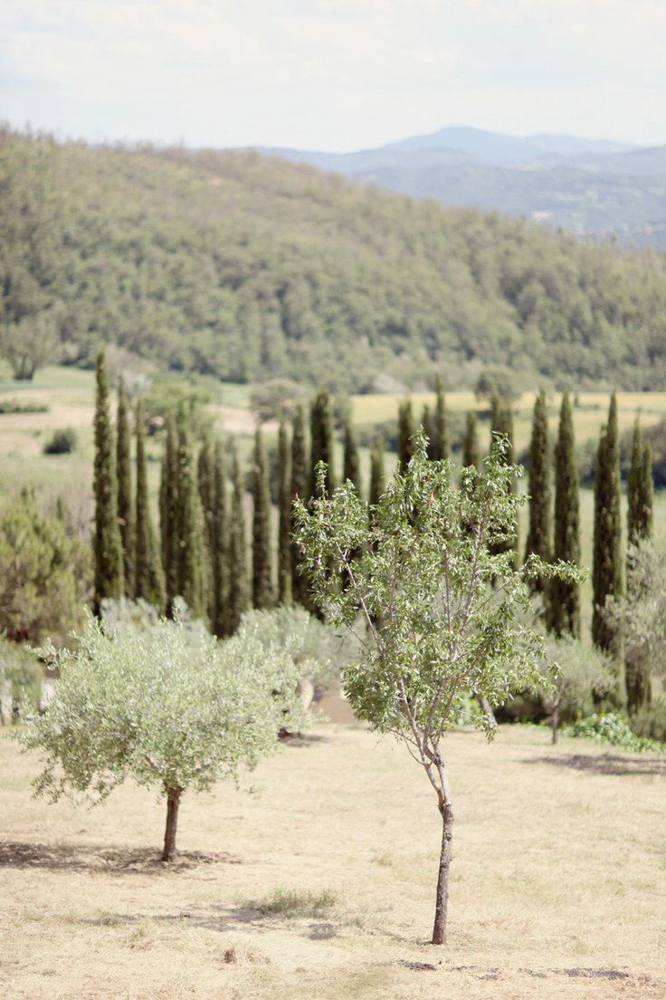 an olive tree stands in the middle of a field with mountains in the back ground