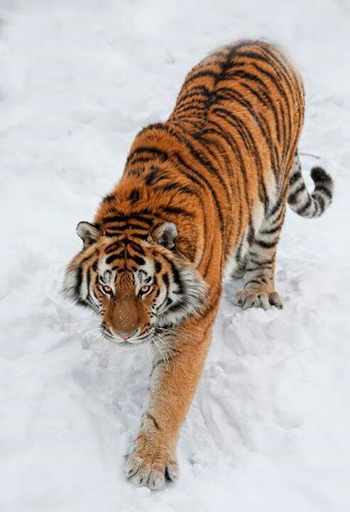 a tiger is walking in the snow