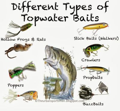 different types of topwater boils are shown in this graphic above the image is an illustration of how to catch them