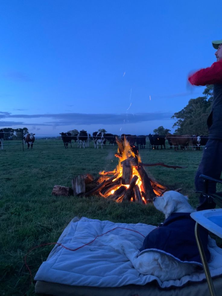 a man standing next to a fire in a field with cows behind him at night