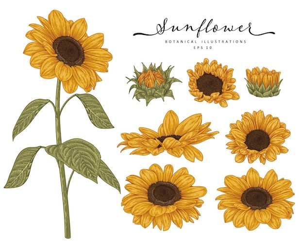 the sunflowers are drawn in different styles and colors, with leaves on each side