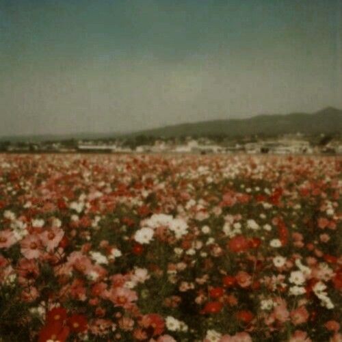 a field full of red and white flowers