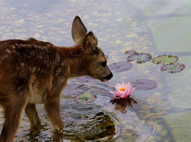 a baby deer standing in the water next to a pink flower with lily pads on it's side