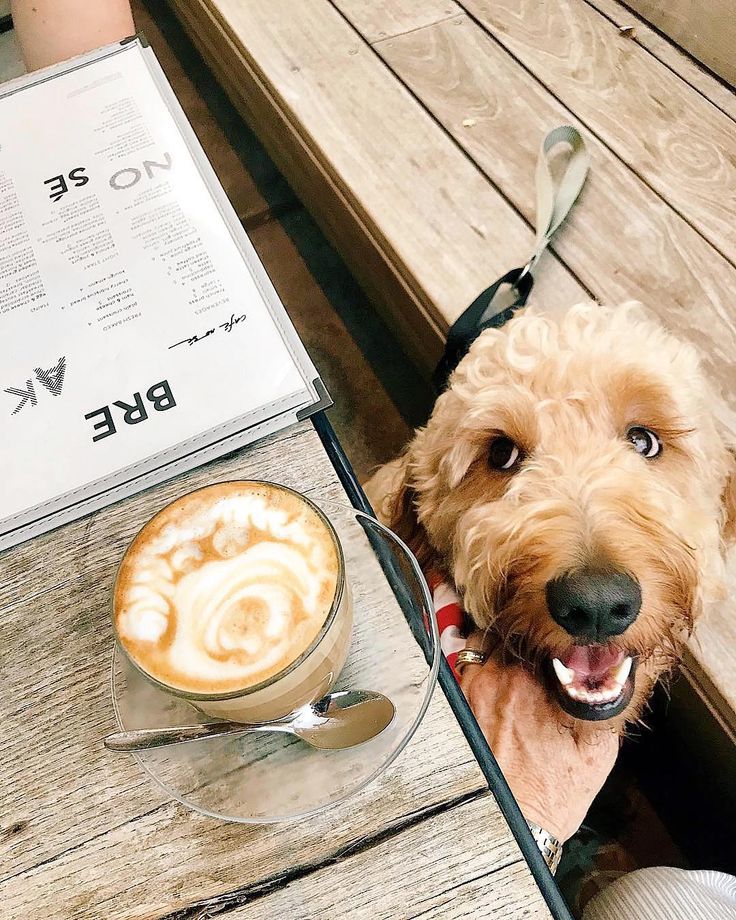 a dog sitting at a table next to a cup of coffee