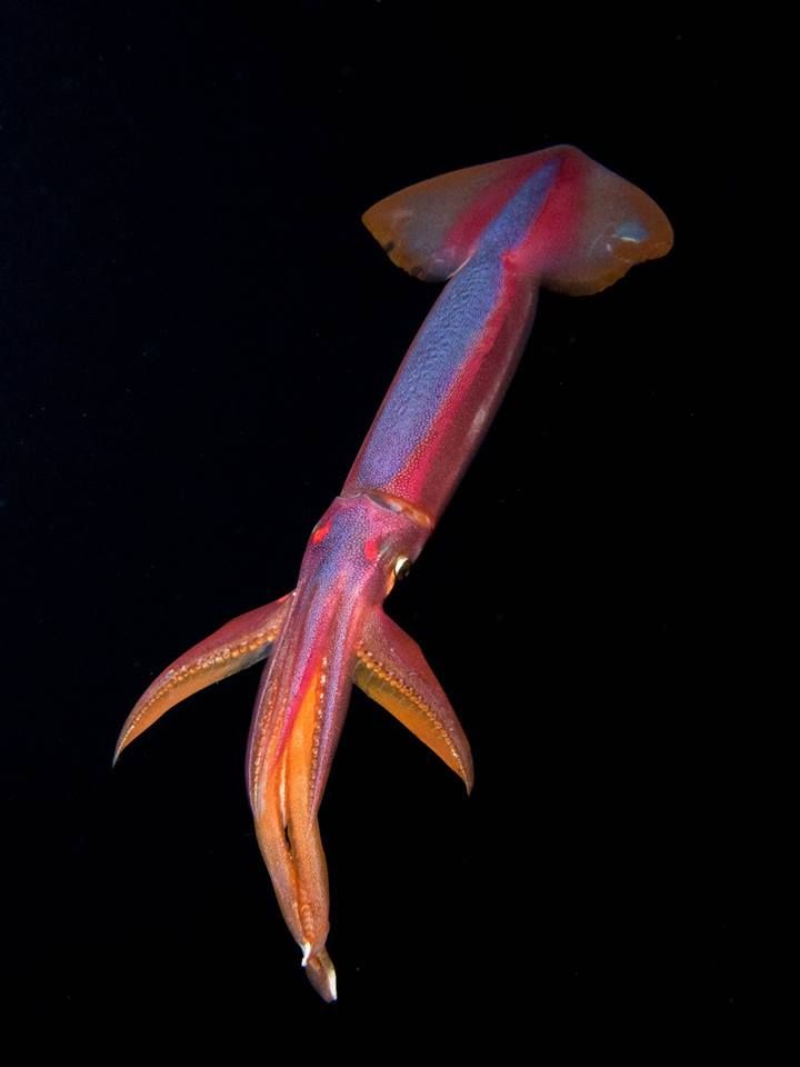 an orange and purple fish with long legs