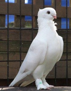 a white bird standing on top of a cement ground next to a wooden fence with bars in the background