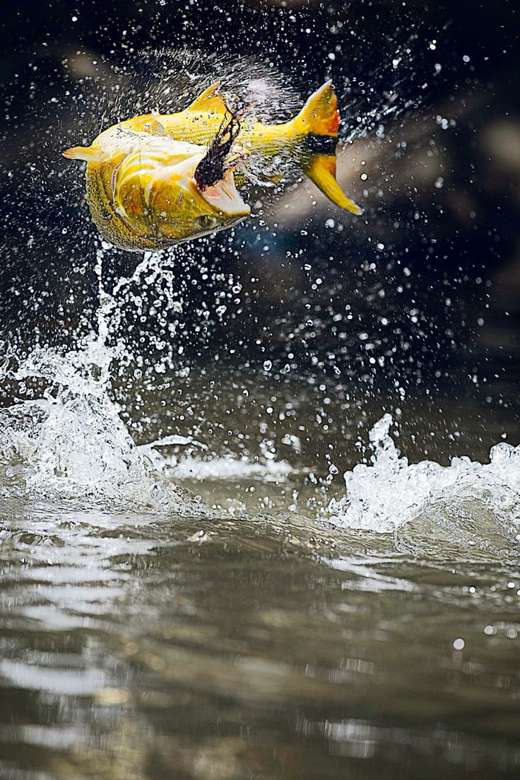 a yellow fish jumping out of the water