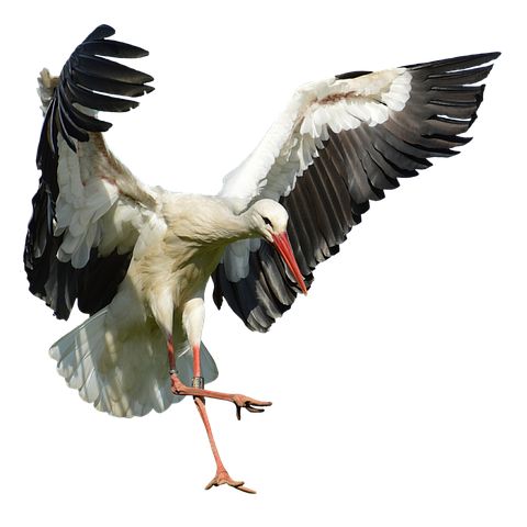 a white and black bird with it's wings spread