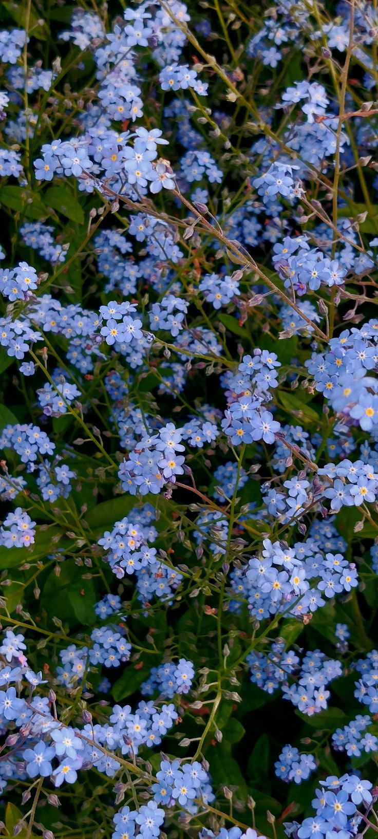 small blue flowers are growing in the grass