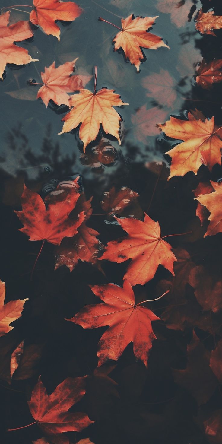 autumn leaves floating on the surface of water