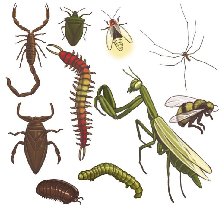 bugs and insects are depicted in this illustration