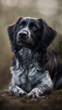 a black and white dog laying down on the ground with its head turned to the side